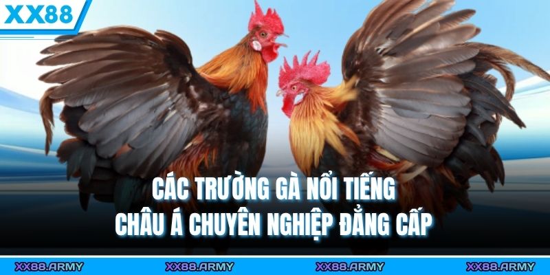 Các trường gà nổi tiếng châu Á chuyên nghiệp đẳng cấp 