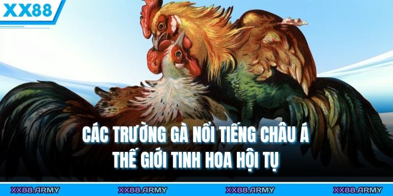 Các Trường Gà Nổi Tiếng Châu Á - Thế Giới Tinh Hoa Hội Tụ 3 cac truong ga noi tieng chau a the gioi tinh hoa hoi tu