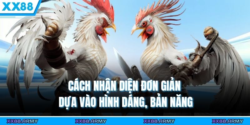 Phân Biệt Gà Nòi, Gà Lai & Gà Tre - Hướng Dẫn Đơn Giản 3 Cách nhận diện đơn giản dựa vào hình dáng, bản năng