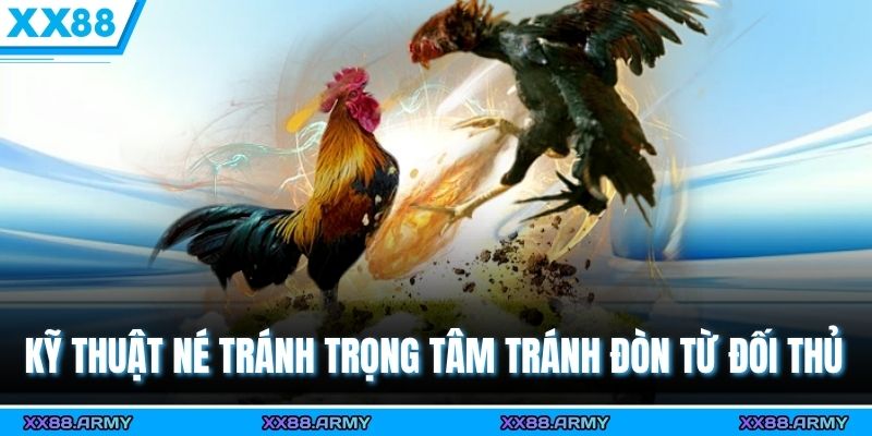Chiến Thuật Đọc Đòn & Né Đòn Hiệu Quả Bất Bại Trong Chọi Kê 3 Kỹ thuật né tránh trọng tâm tránh đòn từ đối thủ