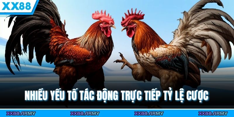 Hướng Dẫn Xem Kèo Đá Gà Cựa Sắt Từ Cơ Bản Đến Nâng Cao 2 Nhiều yếu tố tác động trực tiếp tỷ lệ cược