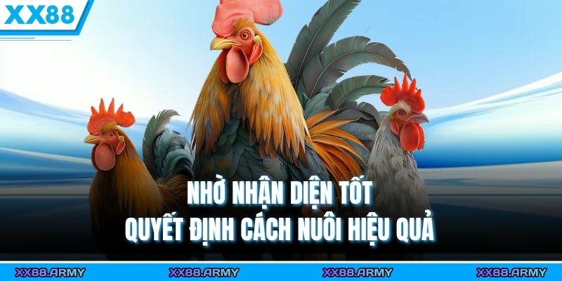 Phân Biệt Gà Nòi, Gà Lai & Gà Tre - Hướng Dẫn Đơn Giản 2 Nhờ nhận diện tốt quyết định cách nuôi hiệu quả